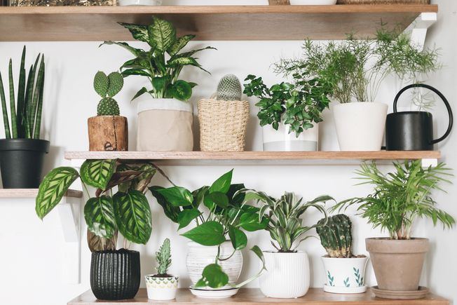 Apartment Gardening: Tips and Tricks for Gardening Indoors