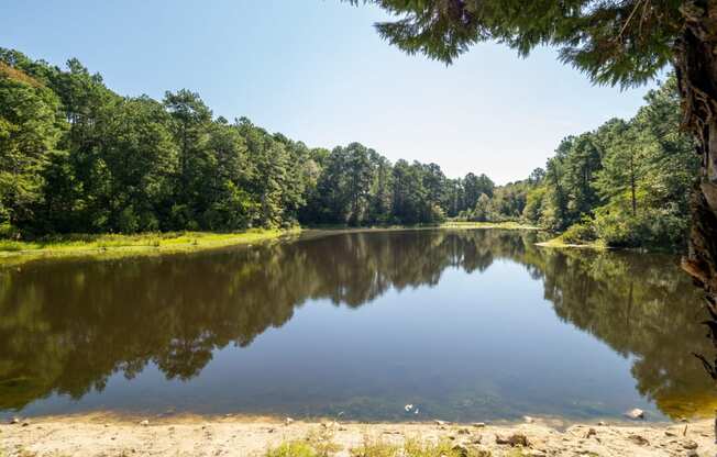 a small lake with trees on the other side of it