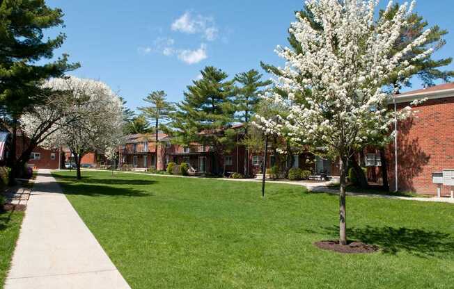 Lawn area with cherry blossoms at Troy Hills Village in Parsippany, NJ,07054