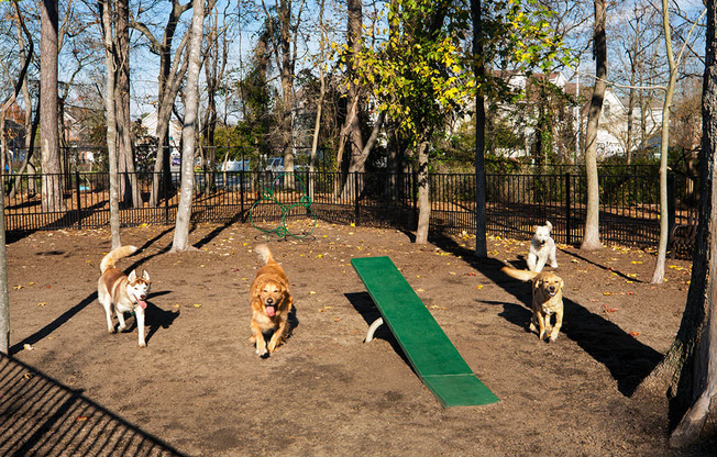 Dog Park at Solace Apartments in Virginia Beach  23464