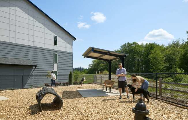people playing with their dogs in the dog park