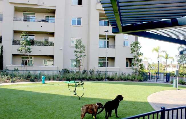Two dogs playing in a grassy area in front of a building.