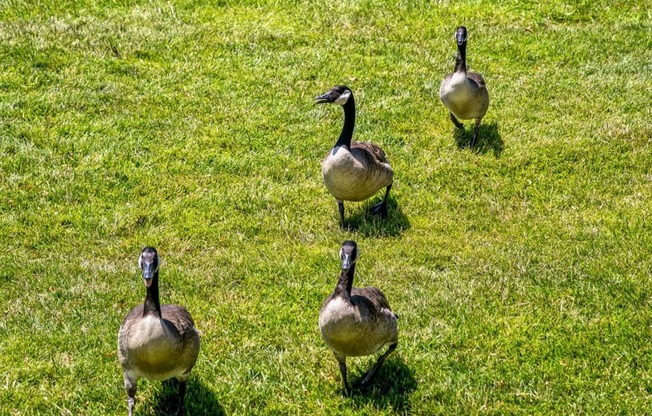 a group of geese walking in the grass