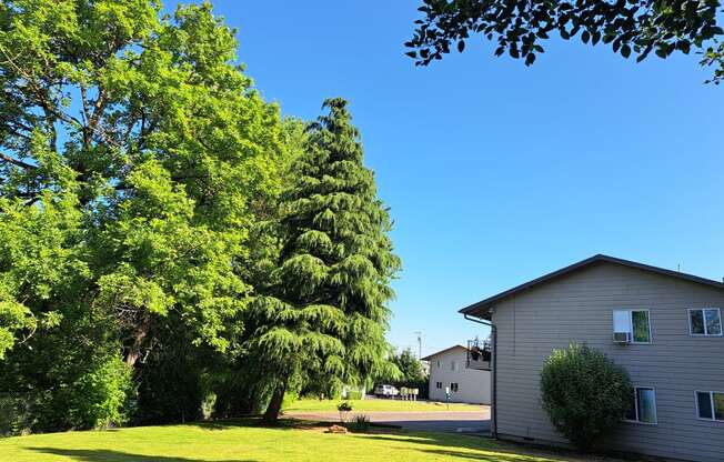 a house with a large yard and a large tree in front of it