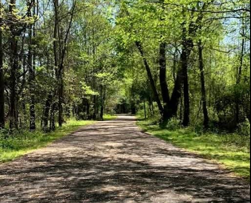 A path through a wooded area with trees on either side.
