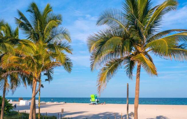 a beach with palm trees and the ocean in the background