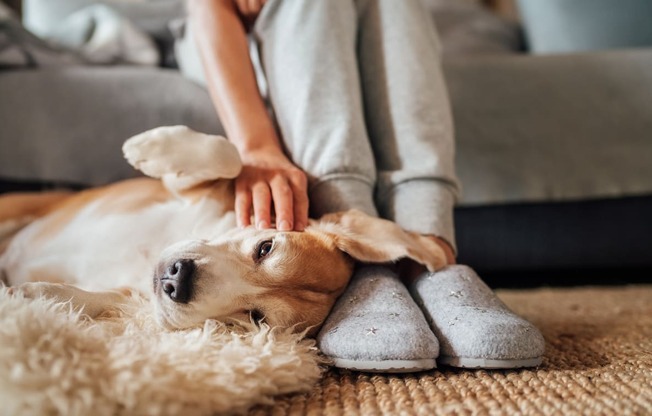 a person petting a dog on the floor