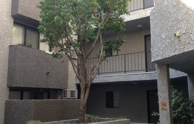 Courtyard tree and building