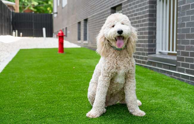 Here is a picture of a puppy playing at Grand Flats, St. Louis, 63104
