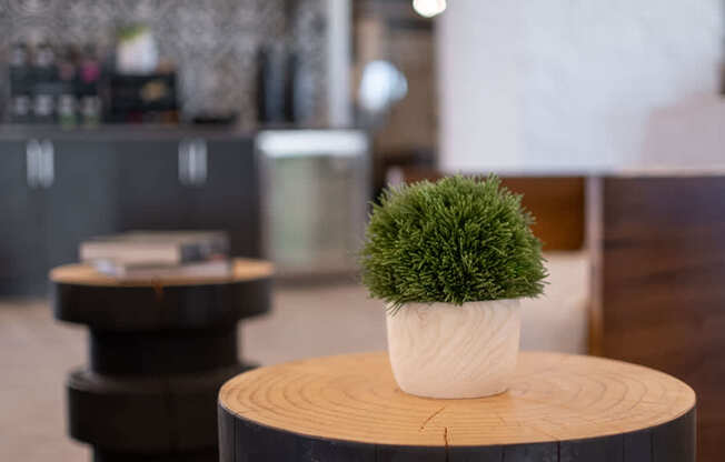 a small plant sitting on top of a wooden table
