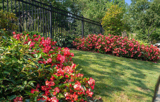 A black fence with red flowers in front.