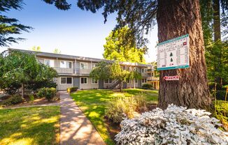 Peaceful Living Beneath the Fir Trees