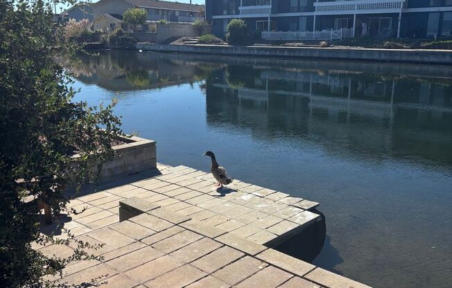 Spacious Apartments in the Desirable Bronze Coast Neighborhood
