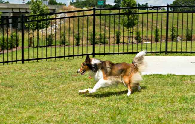 a dog running on the grass in a dog park