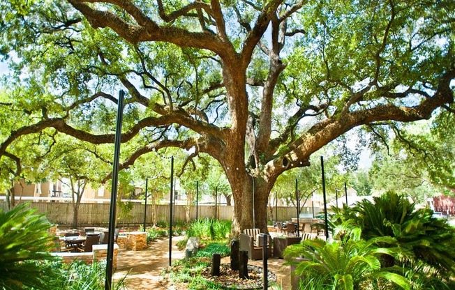 Outdoor Social Area with Grills under Mature Oak Trees