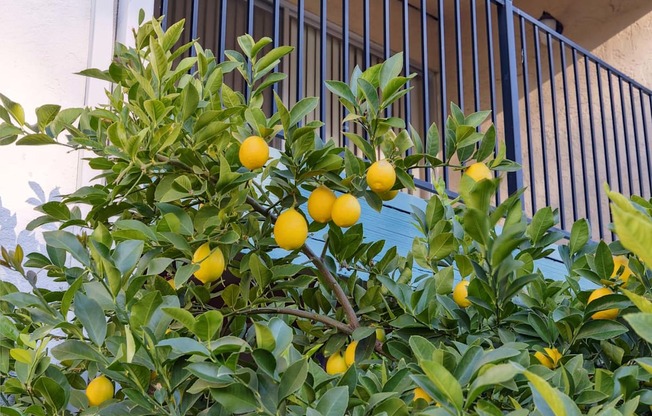 A lemon tree with ripe lemons growing on it.