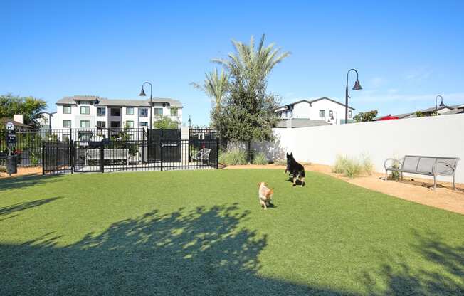 Dog park with two dogs