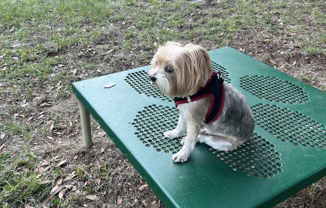 a small dog sitting on a green picnic table