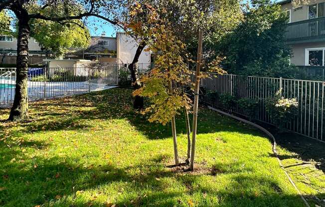 a yard with trees and a fence and a swimming pool