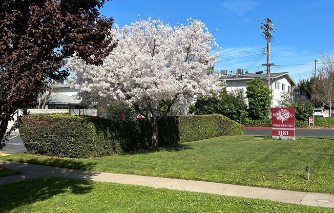 1 bed, 1 bath, 700 sqft, $1,425, Unit 50