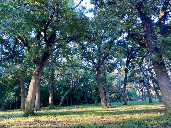 Medical District Bird Sanctuary on Inwood Road