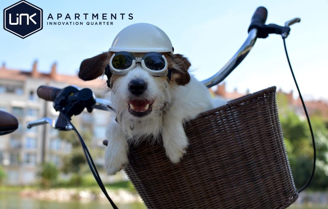 a small dog wearing a helmet and goggles sitting in a basket on a bike at Link Apartments® Canvas, Georgia, 30312