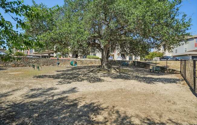A tree in a field with a fence in the background.