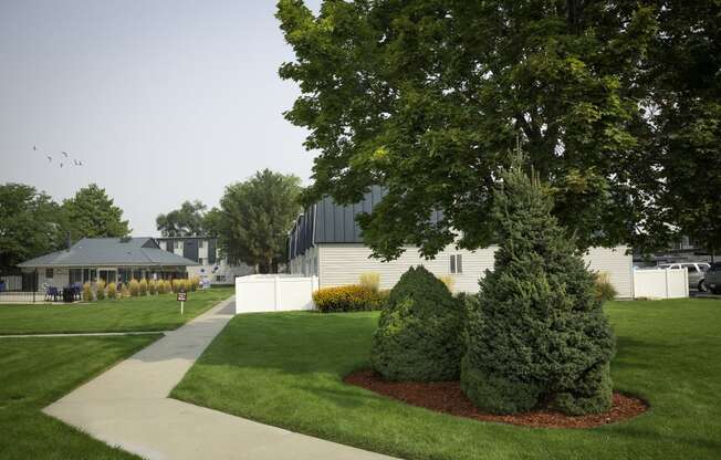 a yard with two shrubs and a tree in front of a house