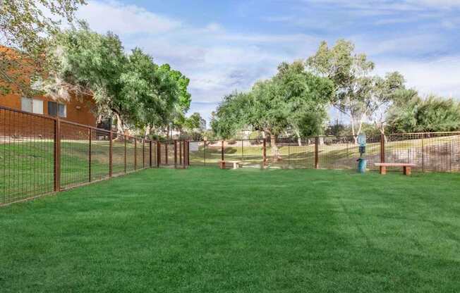 A green lawn with a fence and trees in the background.
