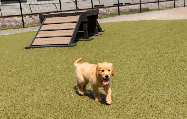 a golden retriever puppy running on the grass