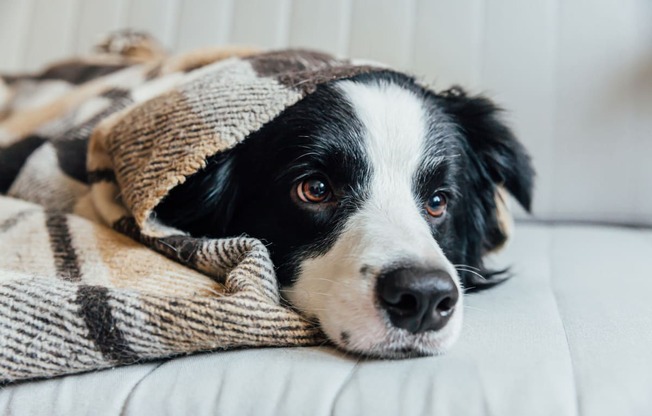 a black and white dog laying on a couch under a blanket at The Crest at South Point, Georgia, 30253