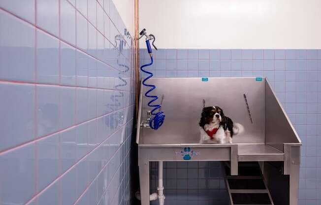 365 Nicollet dog bath