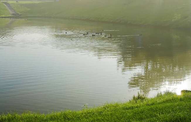 Duck Pond