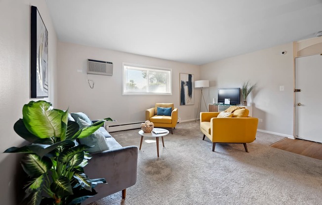 A living room with a grey couch, yellow armchairs, and a large green plant.
