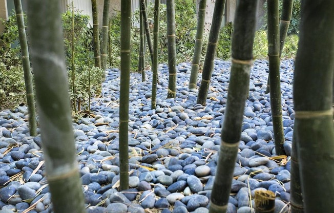 a path filled with rocks and a bamboo forest