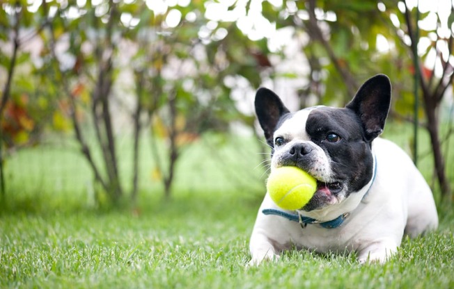 dog with a ball