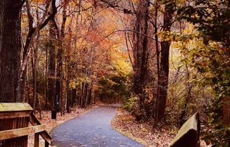 A wooden boardwalk leads through a forest in autumn.