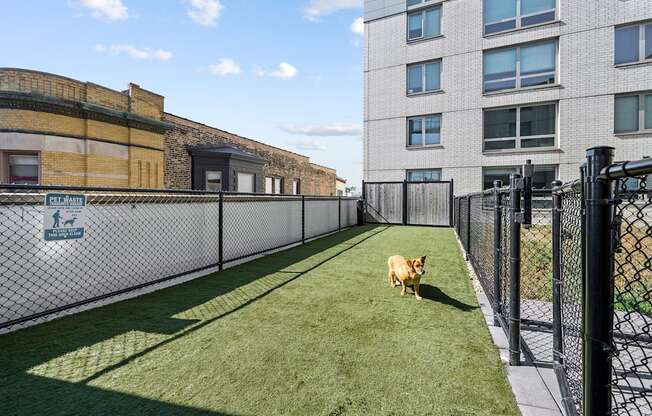 a dog runs through a fenced in area on a sunny day at Lakeview 3200 Apartments, Chicago, IL, 60657