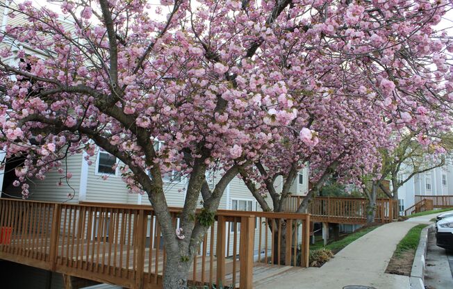 Charming 2 Bedroom/1 Bathroom Condo in Halethorpe, MD!