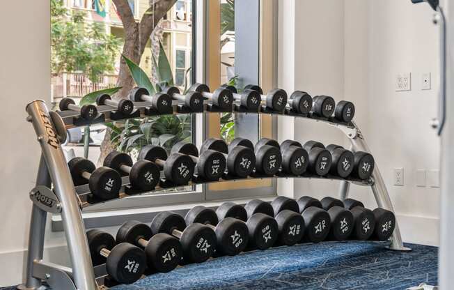 a row of dumbbells on a rack in a gym