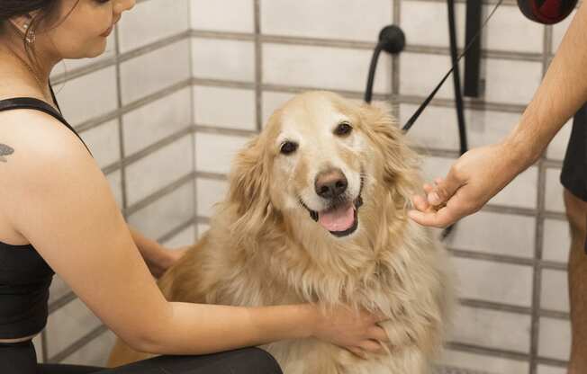 Dog wash station at Haven at Arrowhead Apartments in Glendale Arizona 2023