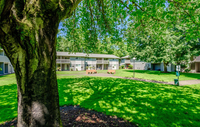 a grassy area with a tree in the foreground