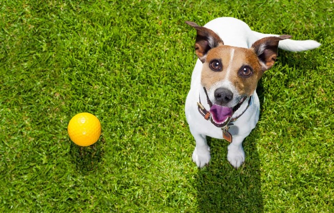 Dog and ball at Pet Friendly Apartments in Wilmington NC