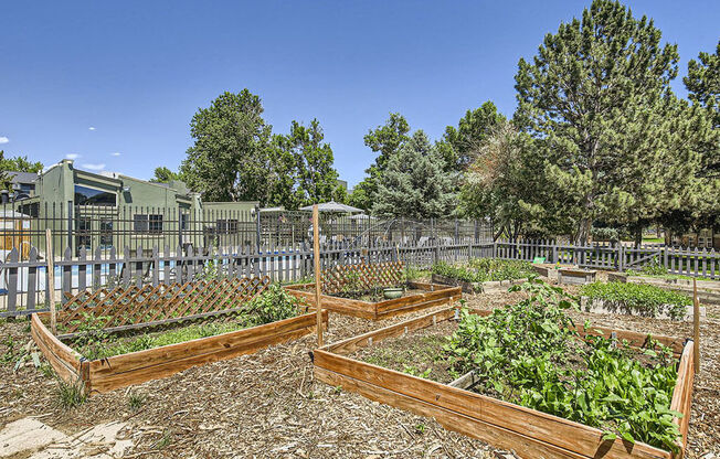 a community garden with raised beds and a fence