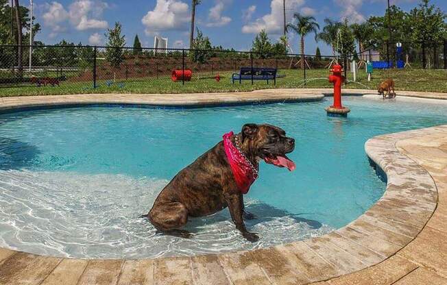 a dog sitting in a pool with a red fire hydrant in the background  at Palm Bay Club, Jacksonville, 32258