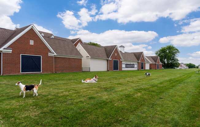 three dogs playing in a field in front of a house