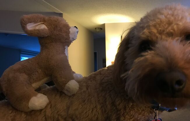 1 bed, 1 bath, 775 sqft, $1,345, Unit 2109