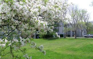 Charlton Apartments landscaping with willow tree