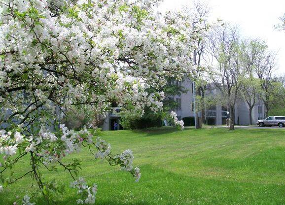 Charlton Apartments landscaping with willow tree