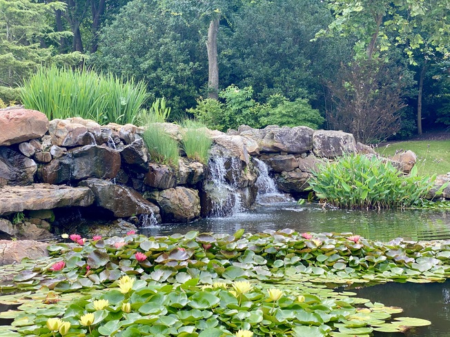 Lily Pond at the Dallas Arboretum